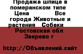 Продажа шпица в померанском типе › Цена ­ 20 000 - Все города Животные и растения » Собаки   . Ростовская обл.,Зверево г.